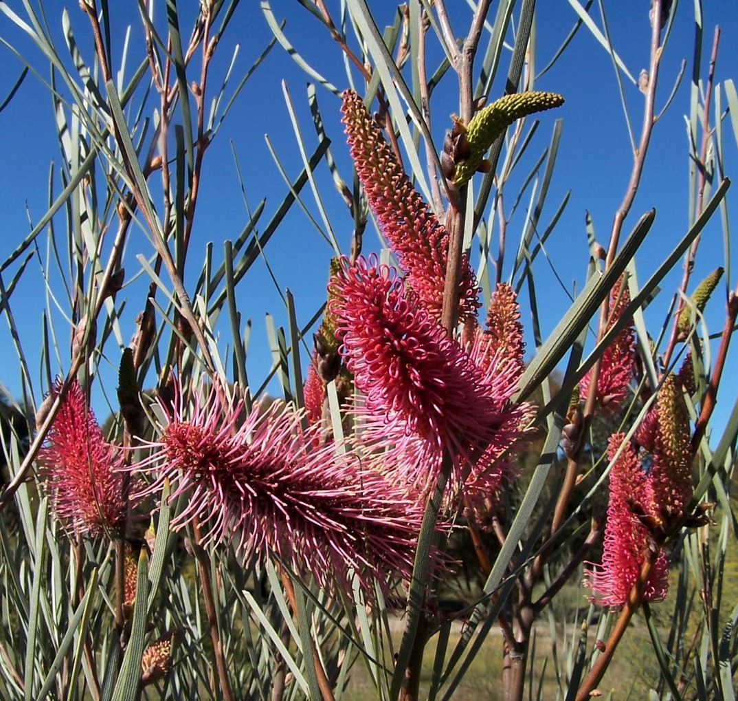 Hakea francisiana – Emu Tree | Southern Flora - Wildlife Tours & Nursery